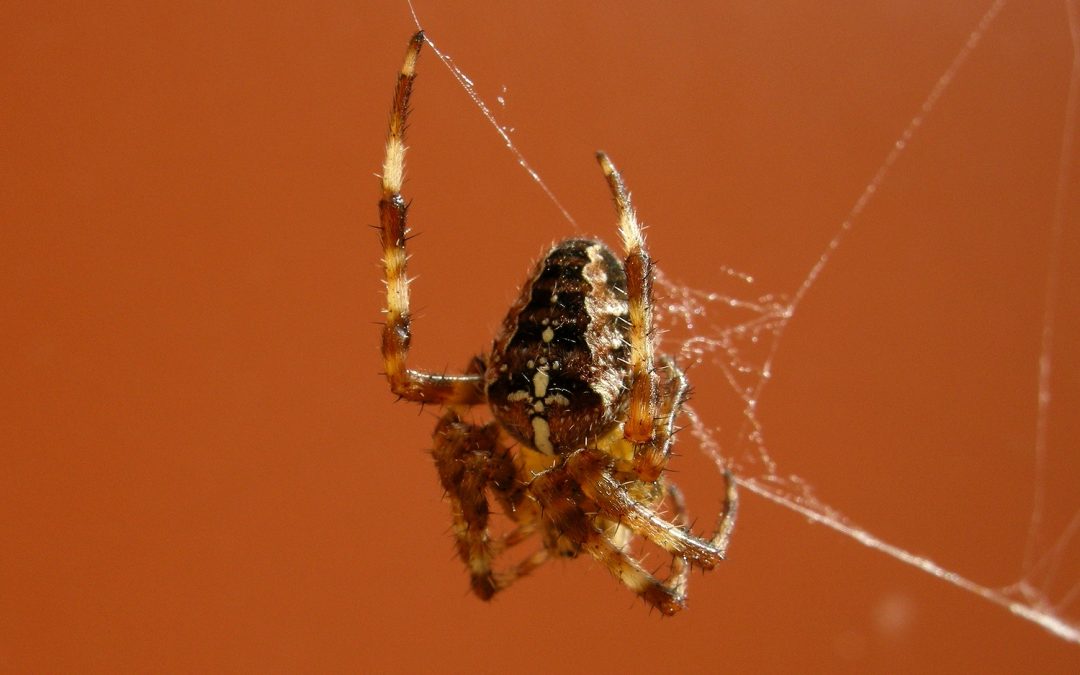 Cercasi ragazze con la fobia dei ragni, l’appello di un ateneo Austriaco