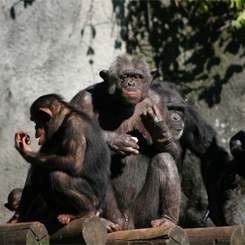 ”Molestata dalle scimmie”, studentessa lascia l’università di Taiwan