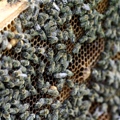 Rubate migliaia di api nere da un ateneo scozzese