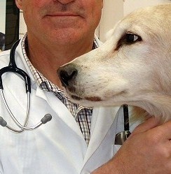 Gli studenti più depressi? Sono i veterinari