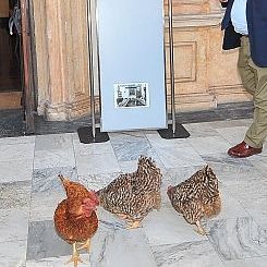 Torino, galline all’università per bloccare il senato accademico