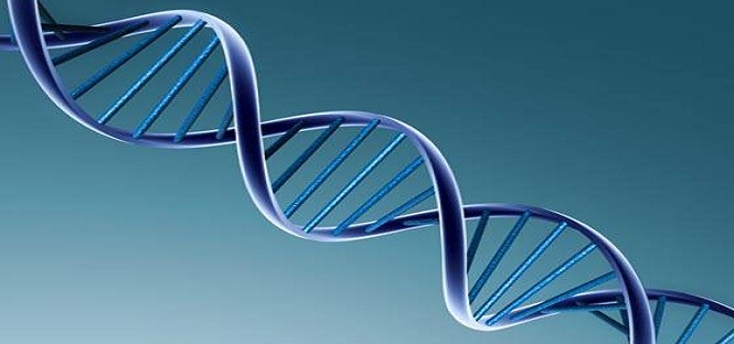 Medicina, scoperto nuovo gene all’origine della Sla. Nel team internazionale anche studiosi italiani