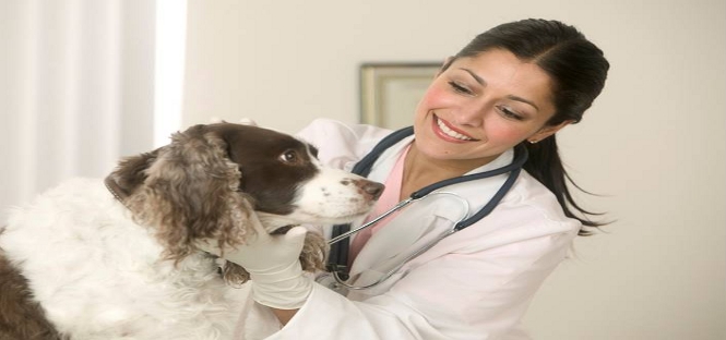 È il giorno dei veterinari: test d’accesso anche nelle sedi aggregate
