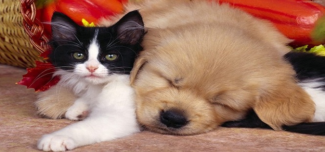 Classifica Censis di Veterinaria 2016: Padova al primo posto davanti a Teramo e Sassari