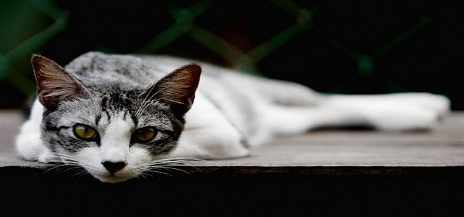 Delitti risolti grazie ai gatti domestici: una ricercatrice italiana lavora a un database del genoma felino per scovare gli assassini