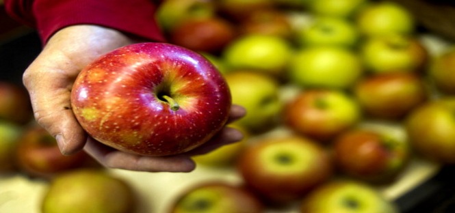 Borse di studio nel settore agroalimentare, per laureati in varie discipline