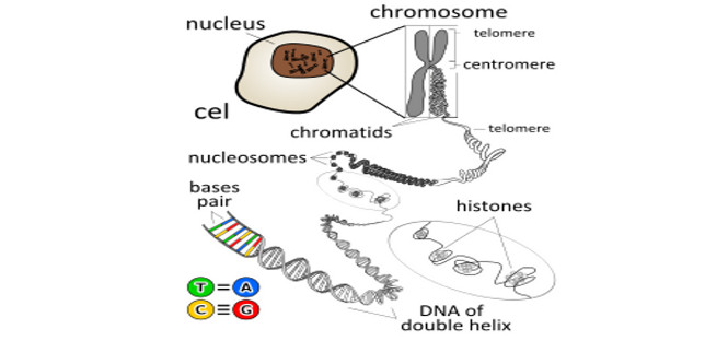 creato primo cromosoma artificiale