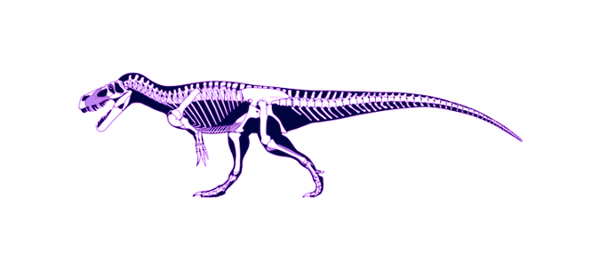 Nuova specie di dinosauro scoperta in Portogallo: si chiama “Torvosaurus gurneyi” e sarebbe il più grande d’Europa