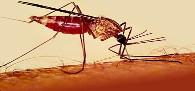 Come ridurre la diffusione della malaria? Grazie a un batterio. Lo rivela uno studio dell’Università di Perugia