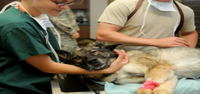 posti disponibili test di Veterinaria 2018