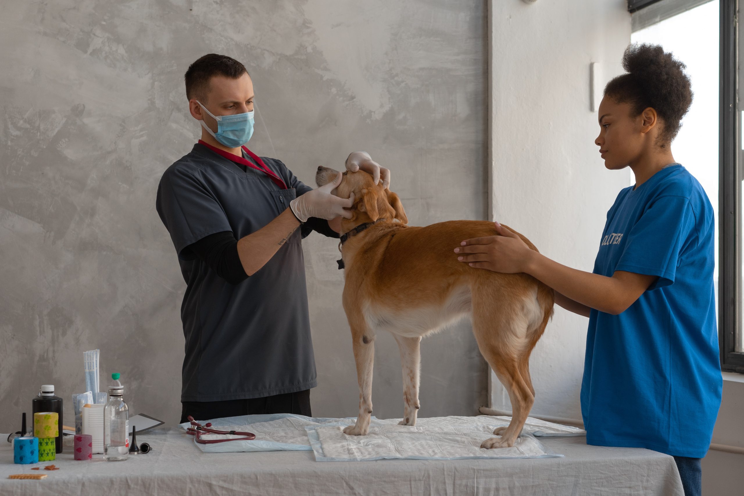 Laurea in Medicina veterinaria