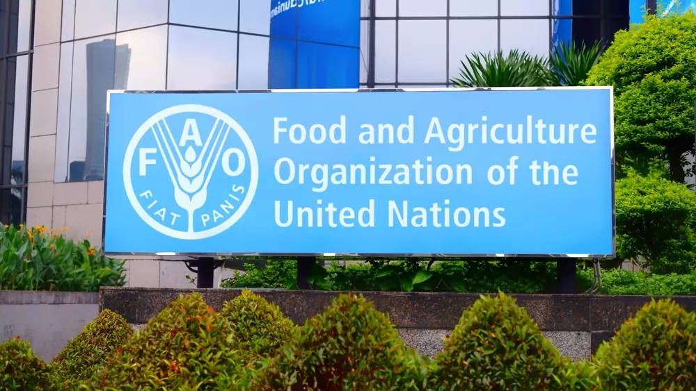 I tirocini FAO si articolano i percorsi di durata variabile, che possono estendersi da un minimo di tre mesi fino a un massimo di undici, a seconda delle necessità della sede ospitante e delle attività previste.